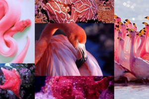 Pink životinje: glamority iz prirode Pink životinje: glamority iz prirode